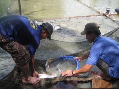 thu cá tra