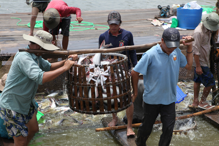 Thu hoạch cá tra ở huyện Thanh Bình (Đồng Tháp). Ảnh AN NA