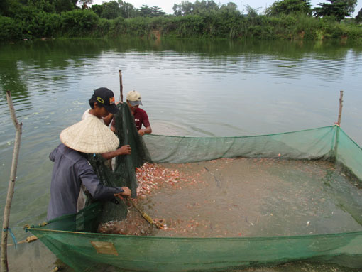 thu gom cá giống