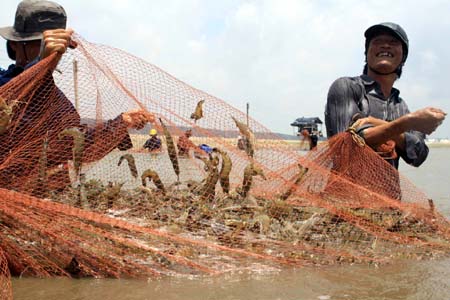 thu hoach tom su bac lieu