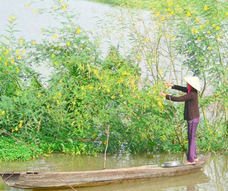 thu hoach bong dien dien