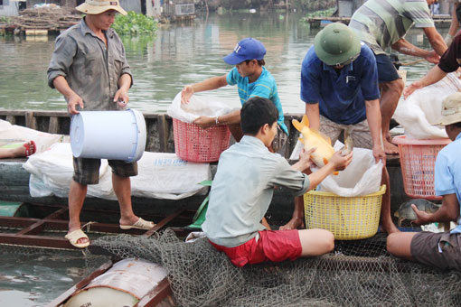 thu hoạch cá bè