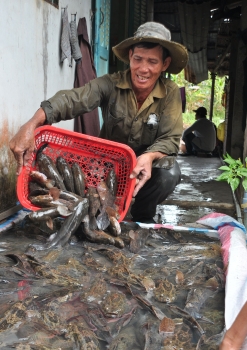 Thu hoach ca bong tuong