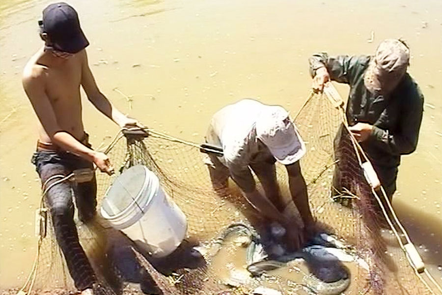 Thu hoạch cá chình.