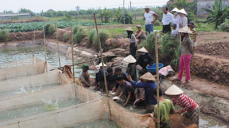 Thu hoạch cá diêu hồng