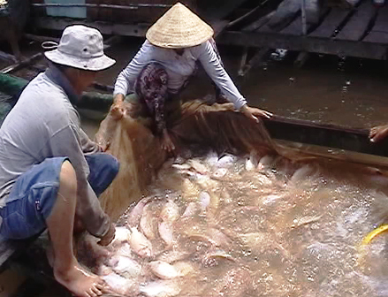 thu hoạch cá điêu hồng