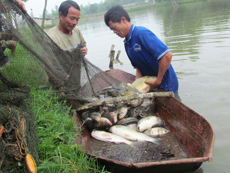 thu hoạch cá nuôi ghép