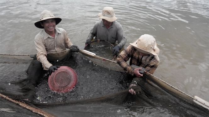 Thu hoạch cá giống