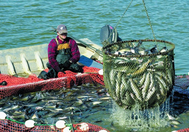 thu hoạch cá hồi