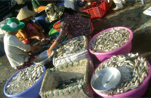 Thu hoạch cá linh