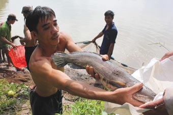 thu hoạch cá lóc