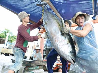 Ngư dân Tư Nghĩa, Quảng Ngãi thu hoạch cá ngừ đại dương.