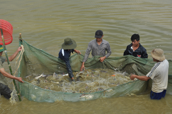 Thu hoạch cá nước ngọt