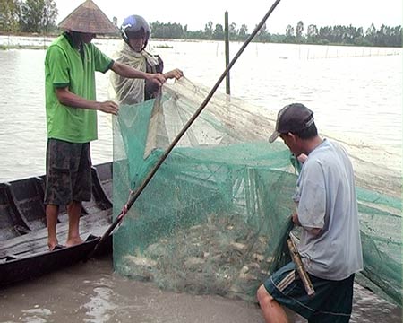 thu hoạch cá nuôi