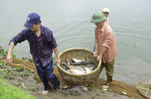 Thu hoạch cá ở Phú Xuyên