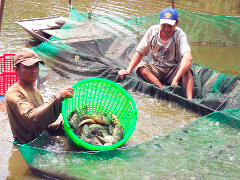 thu hoach ca ro dau vuong