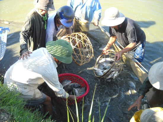 thu hoạch cá rô phi