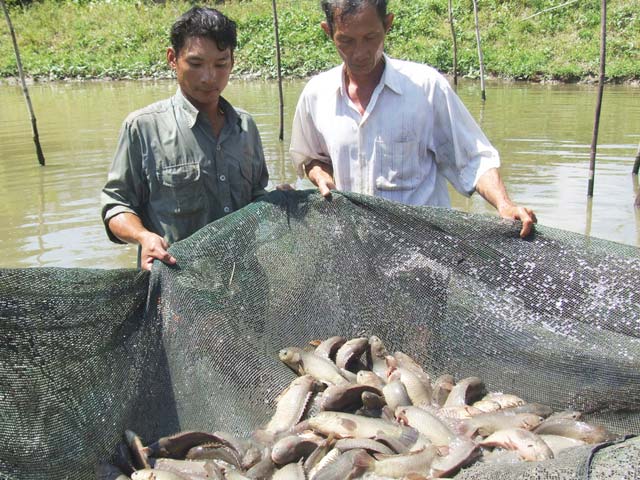 Thu hoạch cá ruộng