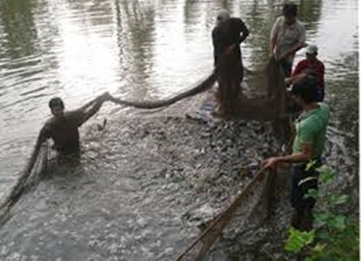 thu hoạch cá sặc