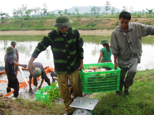 thu hoạch cá tại trang trại