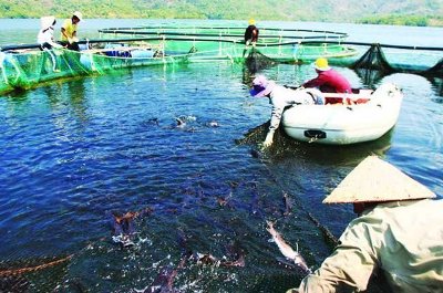 Cá tầm đang được thu hoạch. Ảnh: Sao Mai.