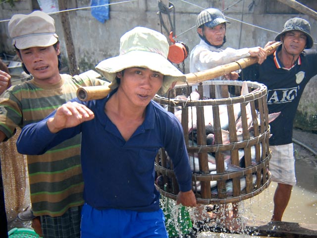 thu hoạch cá tra Đồng Tháp
