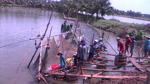 thu hoạch cá tra
