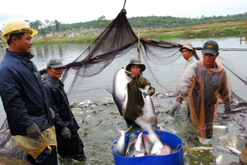 cá tra việt nam