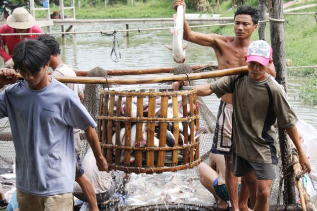 Nông dân tự nuôi cá tra sẽ gặp khó khi Farm Bill có hiệu lực