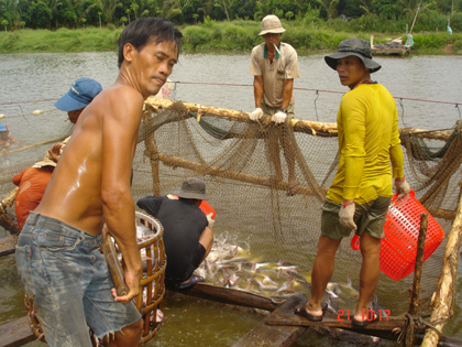 Thu hoạch cá tra xuất khẩu tại HTX thủy sản Thắng Lợi (Vĩnh Thạnh, Cần Thơ). Ảnh: LOAN DIỆP