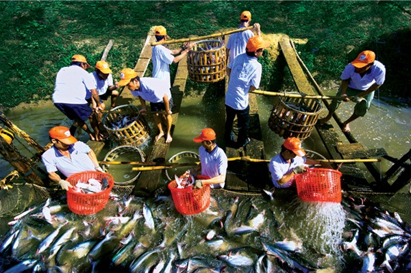 thu hoạch cá tra