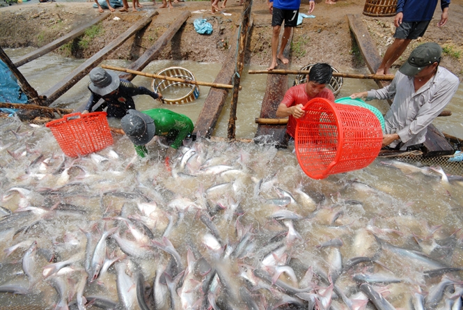 thu hoạch cá tra