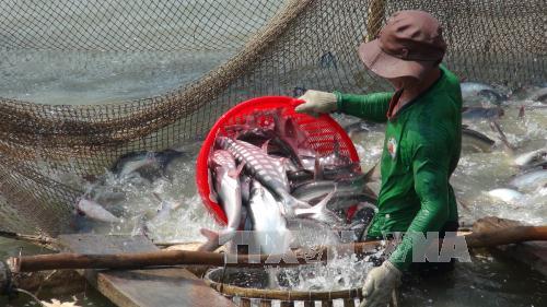 Chi phí nuôi cá tra, chuỗi liên kết cá tra