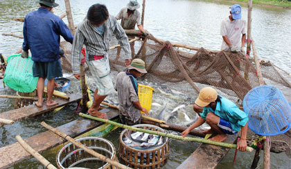 thu hoạch cá tra