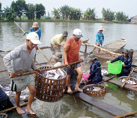 Ngành cá tra: Sẵn sàng từ miếng phi lê đến ẩm thực !