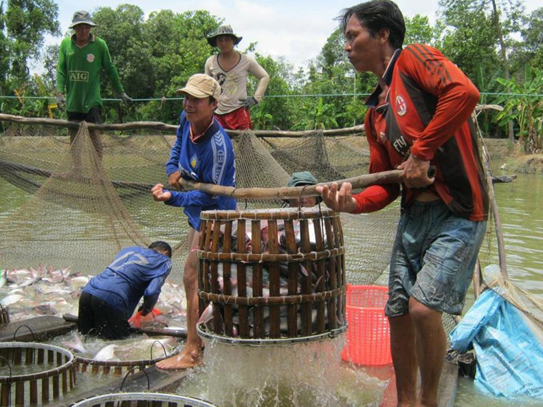 Người nuôi cá tra ở Đồng Tháp đã có lãi