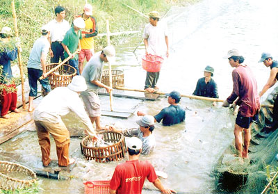 Thu hoạch cá tra