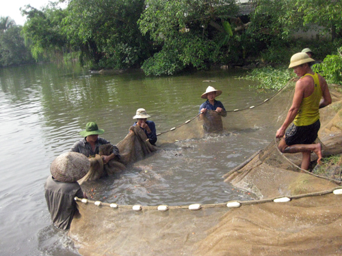 thu hoạch cá trắm