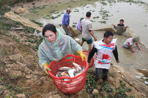 thu hoạch cá tránh rét
