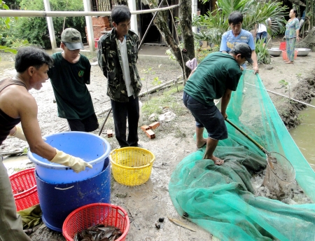 thu hoạch cá trê vàng