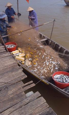 thu hoạch cá trích