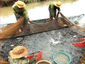 thu hoạch cá đồng