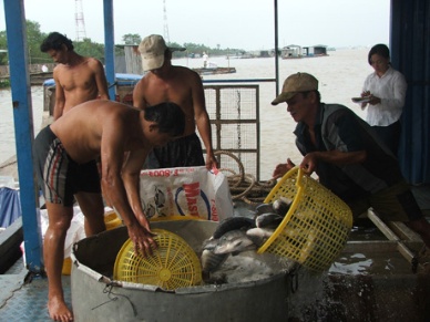 Thu hoạch cá bè ở Thới Sơn (TP. Mỹ Tho).