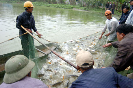 thu hoạch cá