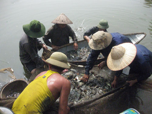 thu hoạch cá