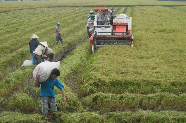 Nông dân thu hoạch lúa