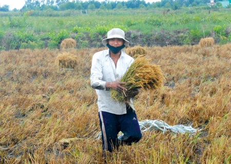 thu hoạch lúa