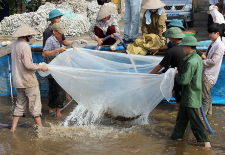 thu hoạch ngao