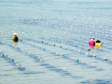 thu hoạch rong sụn