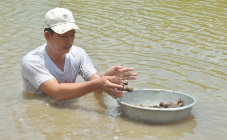 thu hoạch sò huyết